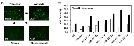 신경 줄기세포 분화 조건에서 miRNA들에 의한 세포사 유도 확인