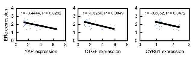 유방암 환자 조직에서 YAP, CCN1 (CYR61), CCN2 (CTGF) 발현과 에스트로겐 수용체 알파 (ERα) 발현 사이의 상관관계