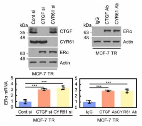 CCN1 (CYR61), CCN2 (CTGF) 발현 억제 및 중화에 따른 에스트로겐 수용체 알파 (ERα) 발현 조절