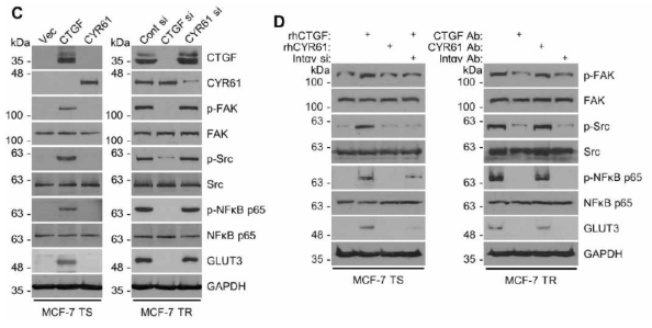 CCN2 (CTGF)에 의한 FAK/Src/NFκB p65/GLUT3 신호전달과정의 조절