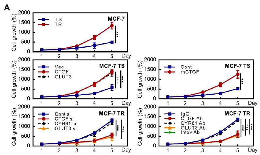 CCN2 (CTGF)/GLUT3에 의한 세포 성장의 조절