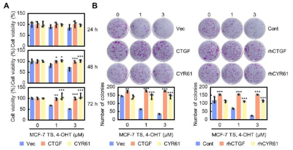 CCN1 (CYR61), CCN2 (CTGF) 과발현 및 단백질 처리에 따른 타목시펜 저항성 획득