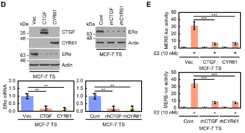 CCN1 (CYR61), CCN2 (CTGF) 과발현에 의한 에스트로겐 수용체 발현 감소 및 에스트로겐 수용체 의존적 전사활성의 감소 확인