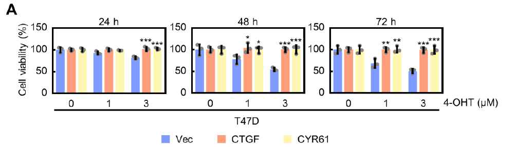 T47D 세포에서 CCN1 (CYR61), CCN2 (CTGF) 과발현에 따른 타목시펜 저항성 유도 확인