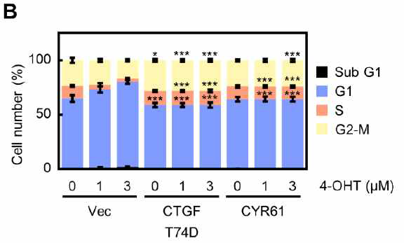 T47D 세포에서 CCN1 (CYR61), CCN2 (CTGF) 과발현에 따른 세포주기 분석