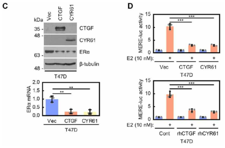 T47D세포에서 CCN1 (CYR61), CCN2 (CTGF) 과발현에 따른 에스트로겐 수용체 발현 감소 및 에스트로겐 수용체 의존적 전사활성의 감소 확인