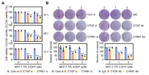 CCN1 (CYR61), 2 (CTGF) 단백질 억제 및 중화에 따른 타목시펜 저항성 감소