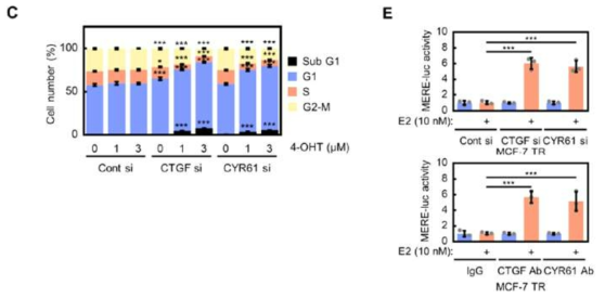 CCN1 (CYR61), 2 (CTGF) 발현 억제 및 중화에 따른 ER-의존적 전사 활성의 변화