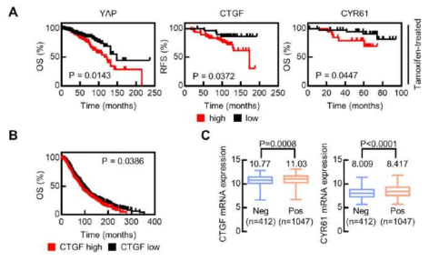 YAP, CCN1 (CYR61), CCN2 (CTGF) 발현에 따른 환자 생존률 분석 및 호르몬 치료에 따른 발현 비교