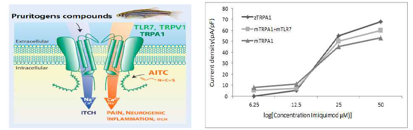 Patch clamp dose response curve for HEK cells transfected with zebrafish TRPA1, mouse TRPA1, or mouse TRPA1 + mouse TLR7