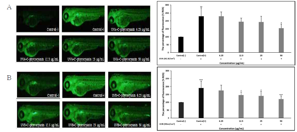 UV-induced ROS inhibition of C-phycocyanin against UV-induced ROS generation in zebrafish larvae. Intra zebrafish larvae ROS levels generated by UV radiation were detected using a fluorometer microscope after staining with DCFH-DA. A:UVA, B:UVB. Date are shown as the mean ± SD of three independent experiments performed in duplicate (* : p < 0.05, *** : p < 0.005)