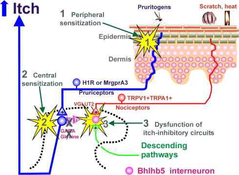 Itching mechanism. TRP ion channels, such as TRPA1, play important roles in both itch and pain responses, and direct activation of these channels in mammals and fish induces pain. When the itch response receptor is activated in a unique neuronal mechanism, the TRP receptor is activated and itch is felt