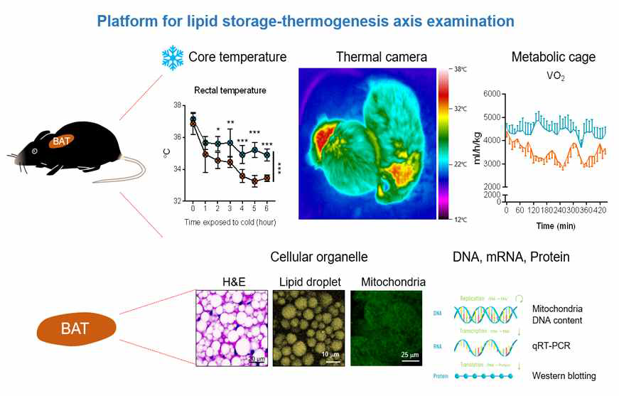 갈색지방조직 활성 측정 플랫폼