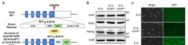 Oct4 S351A-GFP Knock-In 배아줄기세포 제작. A. 제작 개요도, B. 제작된 배아줄기세포에서 Oct4, Sox2, Nanog의 발현 확인, C. Knock-in된 배아줄기세포에서 GFP 발현 확인