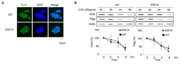OCT4 S351인산화가 OCT4의 세포내 위치 및 단백질 안정화에 미치는 영향. A. 면역 형광염색후 공초점 현미경 관찰, B. cyclohexamide 처리 후 시간에 따른 Oct4 단백질 양의 변화를 Western blot 으로 확인함