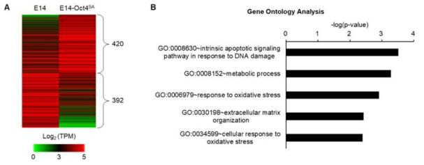 OCT4 S351인산화 불가 돌연변이에서 발현 정도가 바뀐 mRNA를 RNA-seq으로 확인하고, 분석함