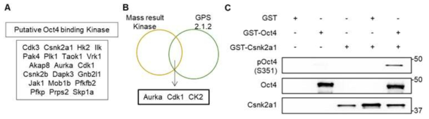 OCT4 S351이 Csnk2a1에 의해 인산화됨을 확인함