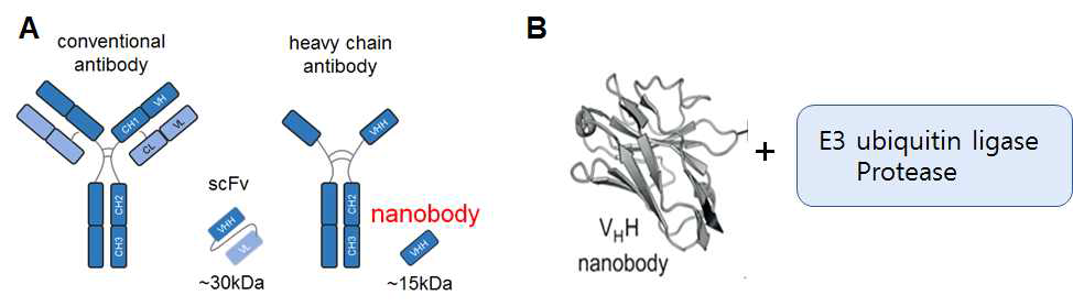 A. 일반항체와 single-domain항체 구조. 일반 항체(IgG)와 달리 heavy chain만으로 구성된 V region 이 항원을 인지함. 이 V region을 nanobody (15 kDa)라고함. B. 선별된 nanobody에 여러 가지 물질이나 효소를 접합함으로서 활용성을 다양화할 수 있음. Nanobody에 E3 ubiquitin ligase 또는 protease와 같은 효소를 접합한 Nanobody 표적분해효소를 이용하여 표적단백질을 분해할 수 있음