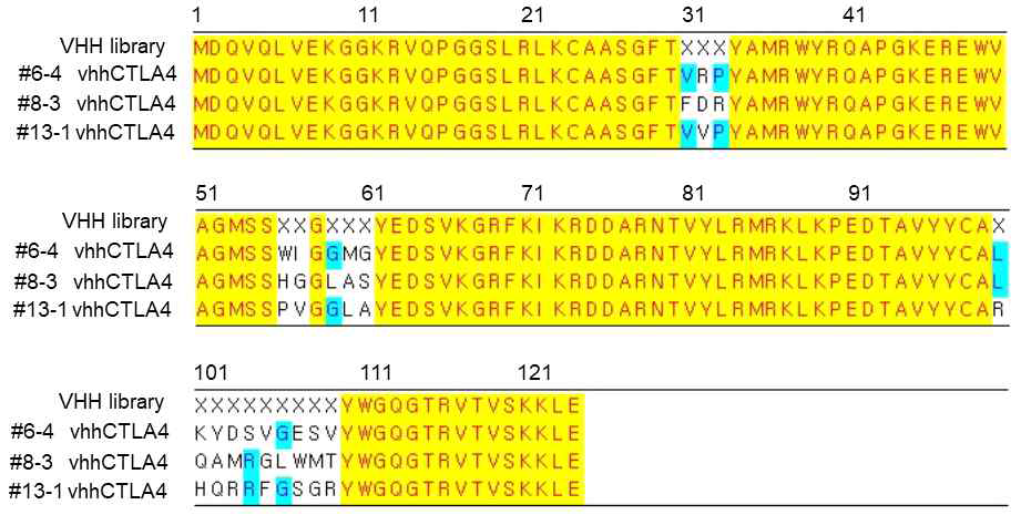 선별한 CTLA4 nanobody 염기서열