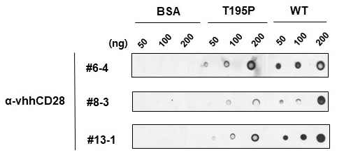 발굴한 후보 CD28 nanobody의 CD28 결합을 확인한 dot blot 실험. mutant와 wildtype 단백질에 결합을 확인함