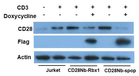 CD28 nanobody-E3 ligase가 세포의 CD28단백질을 분해하는 실험