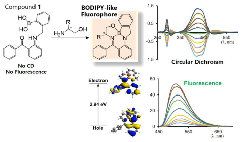 페닐보레이트 유도체, 화합물 1이 아미노알코올과 빠르게 반응하여 BODIPY와 유사한 형광발색단을 만들어 강한 형광과 CD 신호를 발생시킴. 본 연구제안자의 연구실에서 최근에 얻은 연구결과임. 특허 출원을 완료하였으며 JACS에 2020년 2월29일 커뮤니케이션으로 발표