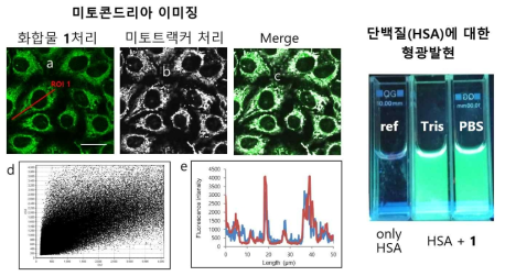 본 연구실에서 개발한 페닐보레이트 유도체 (화합물 1)을 Hela cell에 처리한 결과 미토콘드리아를 이미징할 수 있음을 보여주는 데이터 (a~e). 오른쪽의 형광은 HSA단백질을 화합물 1이 강하게 형광이미징할 수 있다는 것을 보여줌. 위 실험은 이화여대 윤주영 교수 연구실에서 실시되었음. 현재 이 결과는 학회 혹은 논문으로 발표되지 않은 unpublished result임