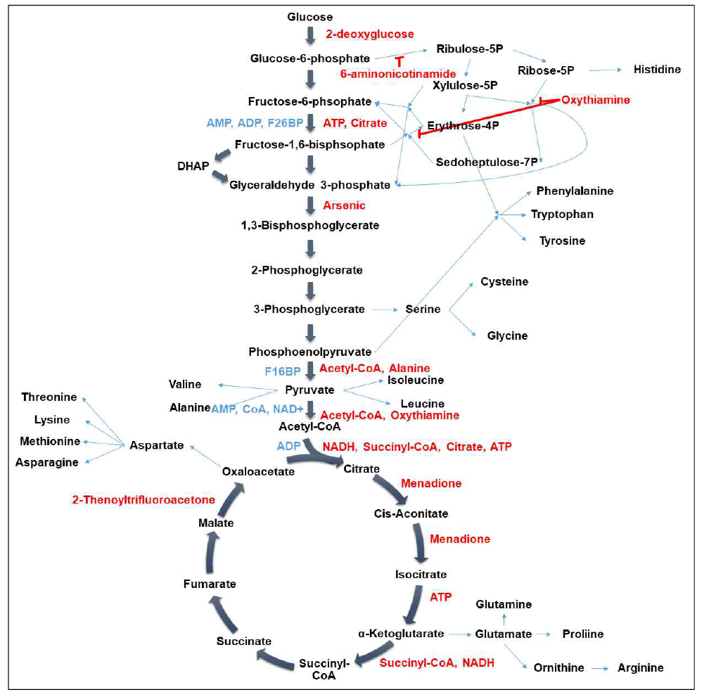 Glycolysis 및 TCA cycle 의 inhibitor 정보