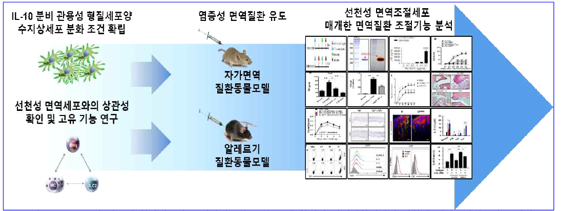 IL-10 분비 관용성 형질세포양 수지상세포의 분화 조건 확립과 면역질환에서의 선천성 면역조절세포의 조절기능