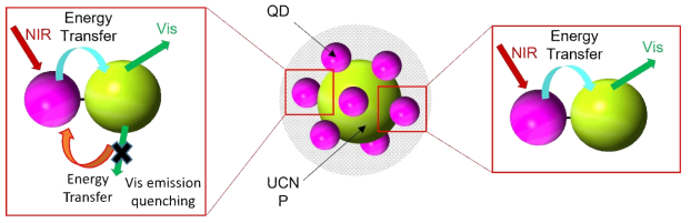 업컨버전-양자점 core-satallite 나노복합체의 에너지 전달 모식도. (좌) 양자점에 의한 소광효과, (우) 양자점의 안테나 효과로 발광효율 향상