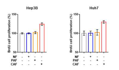 Huh7, Hep3B에 NF/PAF/CAF CM처리: CAF CM 처리시에만 cell growth 증가