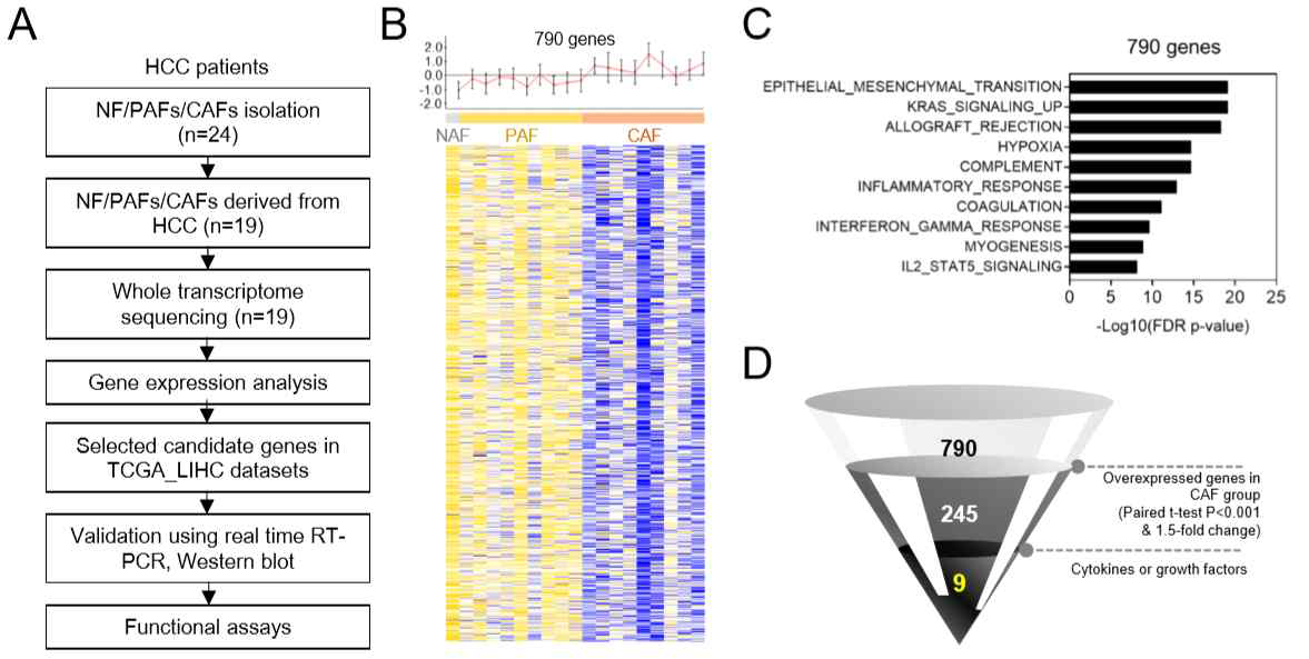 A. 간암 CAF 유래 특이 유전자 동정 전략, B. Pattern analysis로 도출된 CAF 특이 유전자 790개 동정 C. GSEA 분석을 통한 유전자 기능 해석 D. 후보 유전자 최종 선별 전략