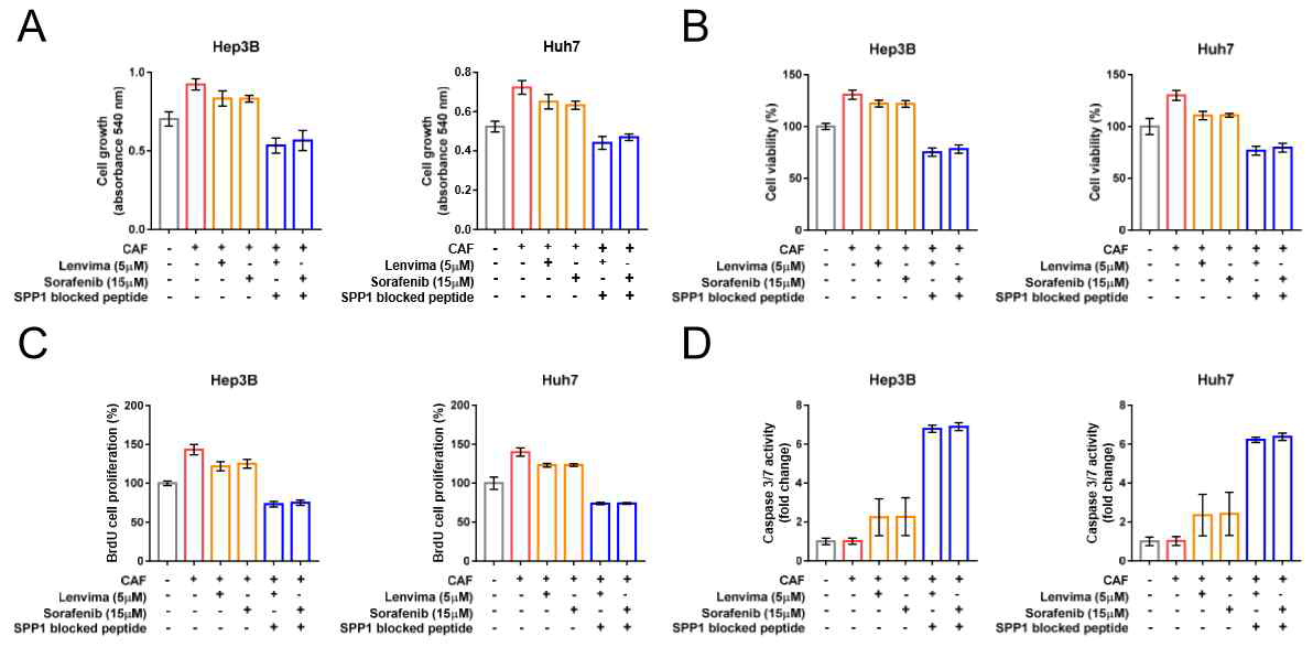 CAF 동시 배양으로 획득된 소라페닙/렌바티닙 내성이 SPP1 blocking peptide 투여시 극복됨 A. Cell growth B. Cell viability C. BrdU cell proliferation D. Caspase 3/7 activity