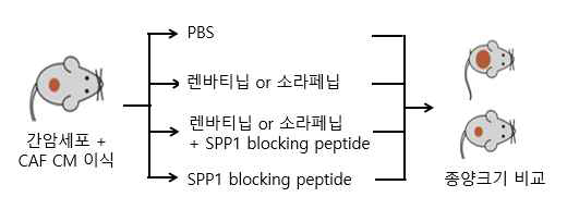 SPP1 inhibitor 내성 극복 효과 in vivo 검증 실험 모식도