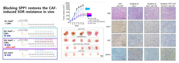 간암 표적 치료제 in vivo validation