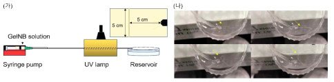 (가) 하이드로젤 필라멘트(filament) 제작 과정. (나) 제작된 하이드로젤 필라멘트
