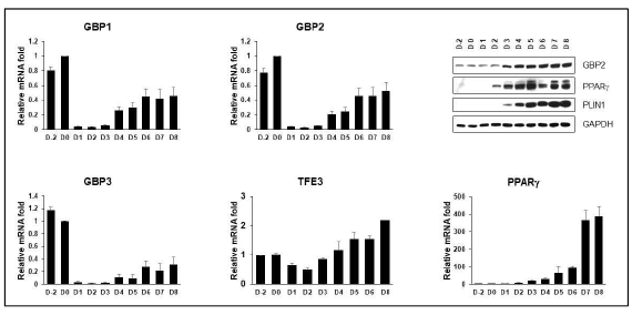 Expression of TFE3 and GBPs in adipocyte differentiation of 3T3-L1