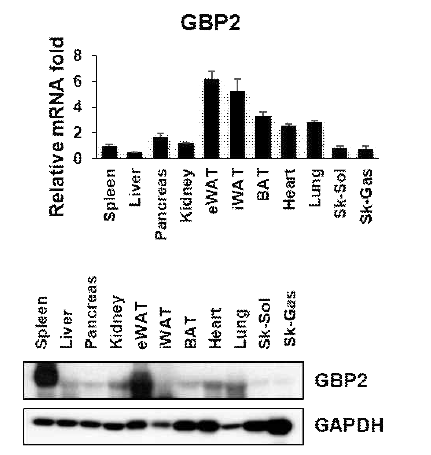 The expression level of GBP2 is relatively high in eWAT