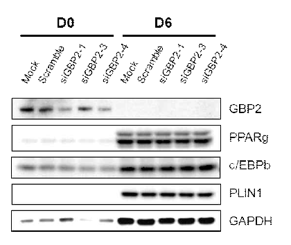 Gbp2 knock down does not affect on 3T3 L1 adipogenesis
