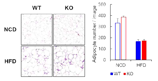 Gbp2 WT 및 KO 마우스에서 식이에 따른 백색 부고환지방에서 병리표현형 분석