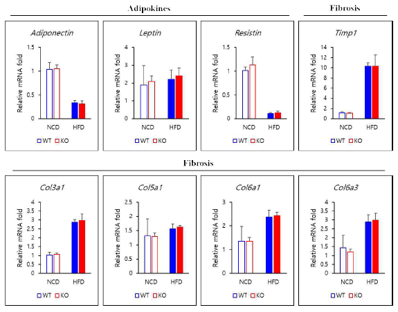 아디포카인 및 섬유화 관련 유전자 발현