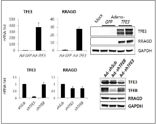 TFE3 regulates RRAGD gene expression