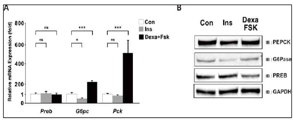 Effect of hormones on the expression of PREB in Primary cultured hepatocyte
