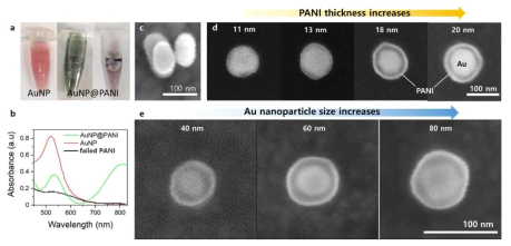 (a) 금 나노입자가 분산된 콜로이드 용액 (왼쪽), PANI 코팅 후 잔여 PANI 제거 전/후(중간/오른쪽)의 콜로이드 용액 (b) 콜로이드 용액 상태에서의 40 nm 금 나노입자(붉은색)와 PANI가 코팅된 동일한 크기의 나노입자(초록색), 콜로이드 용액에 금 나노입자에 코팅되지 못한 아닐린이 분산되어 있는 경우(검은색)의 UV-Vis 스펙트로미터 결과. (c) PANI 코팅이 되지 않고 뭉쳐진 금 나노입자의 SEM이미지 및 (d) 아닐린 농도 증가에 따라 금 나노입자에 코팅된 PANI 층 두께 증가 분석 SEM 이미지 (e) 서로 다른 크기의 금 나노입자에 코팅된 20 nm 두께의 PANI 코팅의 SEM 이미지