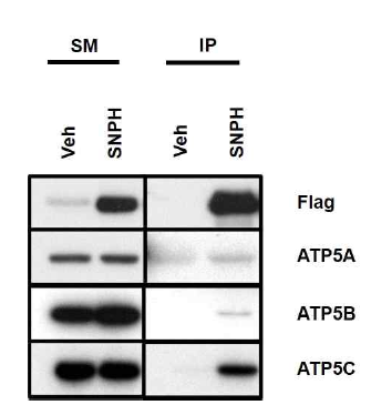 SNPH-associated proteins