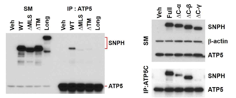 C-terminus of SNPH binds to ATP5