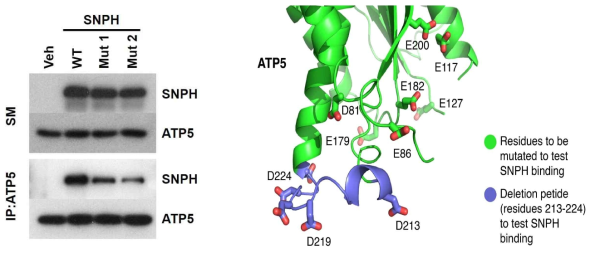 Identification of ATP5 binding site on SNPH