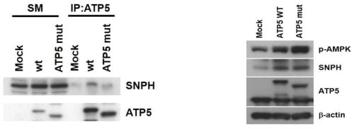 Identification of SNPH binding site on ATP5