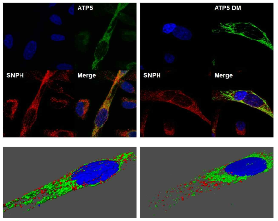 Colocalization of SNPH and ATP5