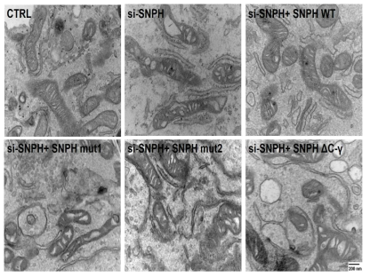 Loss of SNPH induces abnormal cristae structure